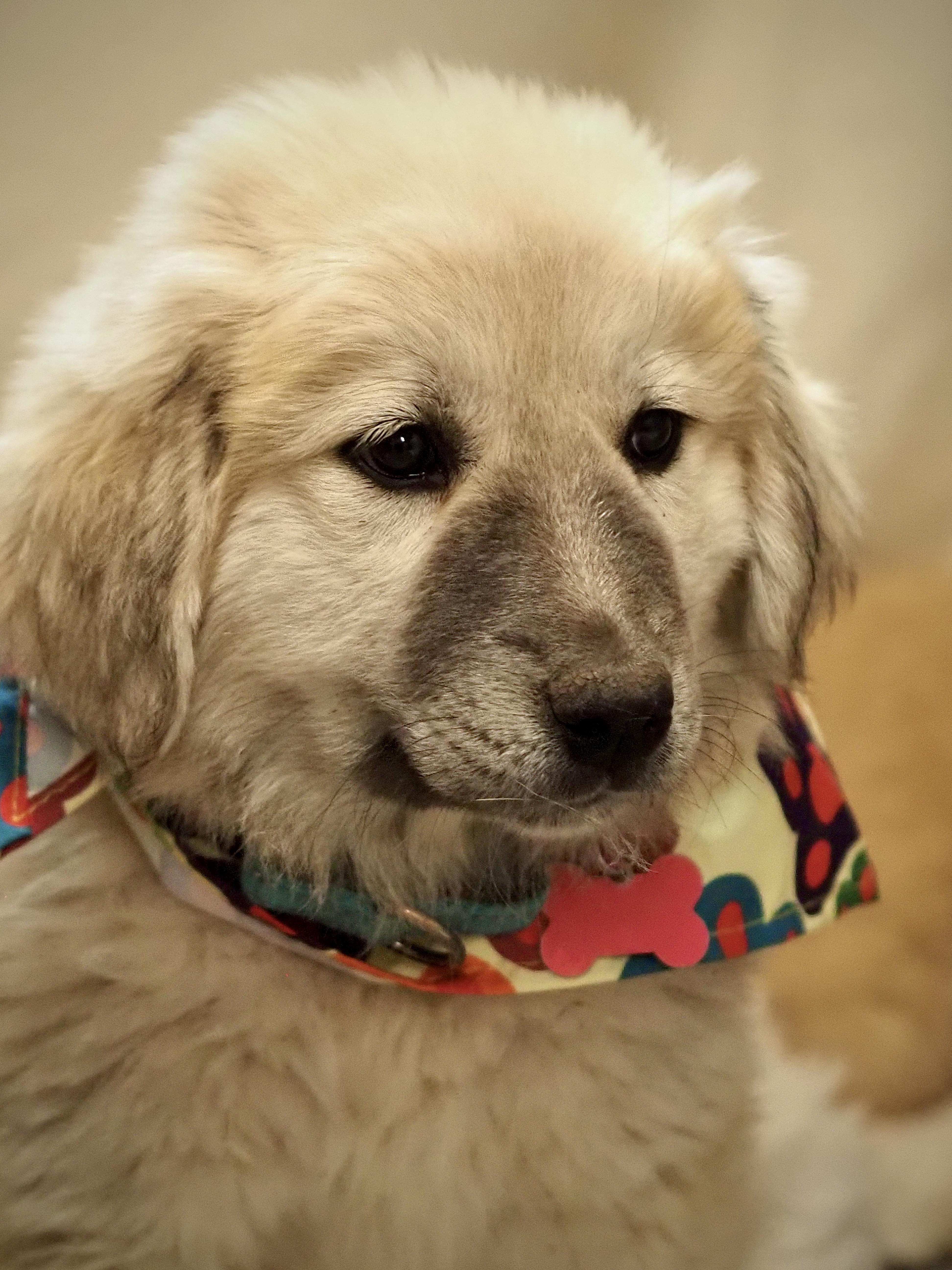 A baby extra large-sized female Great Pyrenees dog named Dominos for adoption in Buena Vista, CO