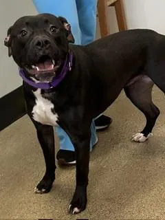 A young medium-sized female Black Pit Bull Terrier dog named Oreo for adoption in Cleveland, OH