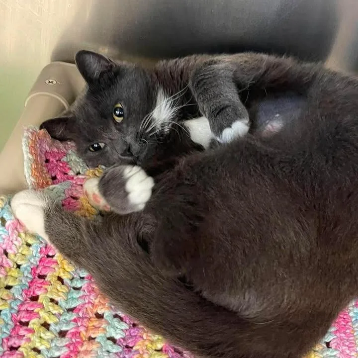 An adult medium-sized female Gray / Blue / Silver Domestic Short Hair cat named Serenity for adoption in Winthrop, ME