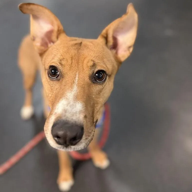 A young medium-sized male Mixed Breed dog named Larry for adoption in Enfield, NH