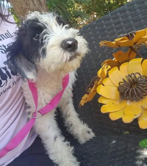 Sunflower thumbnail 2