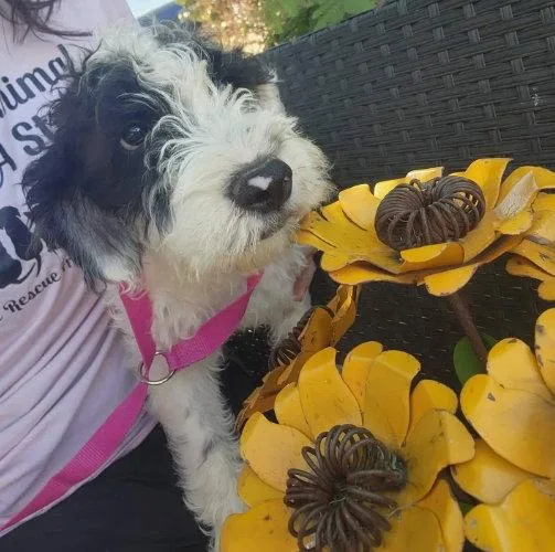 Sunflower thumbnail 3