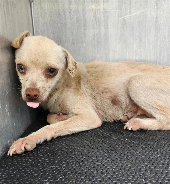 A young small-sized female Terrier dog named Rose for adoption in San Antonio, TX