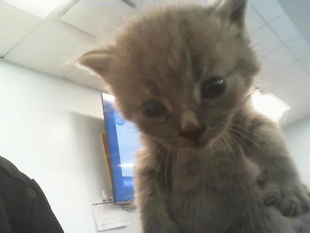 A baby small-sized male Domestic Medium Hair cat named Haze for adoption in Charlotte, NC