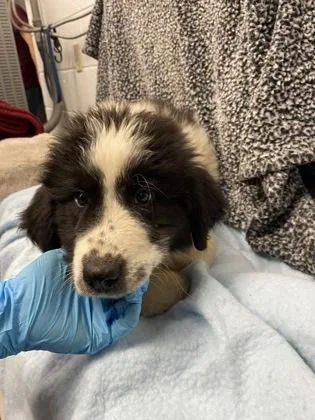 An adult large-sized male Great Pyrenees dog named Dillon Carel for adoption in Spruce Pine, NC