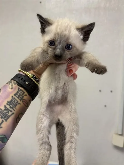 Bonbon