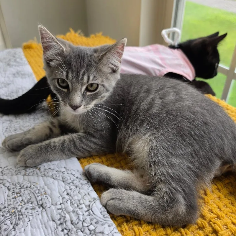 A baby small-sized male Gray / Blue / Silver Domestic Short Hair cat named Ricky Ricato for adoption in Hedgesville, WV