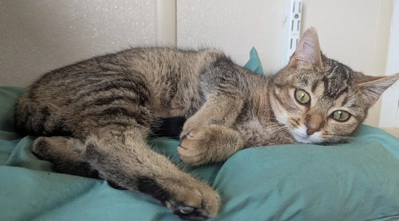 A baby small-sized female Domestic Short Hair cat named Kelly for adoption in Fremont, OH