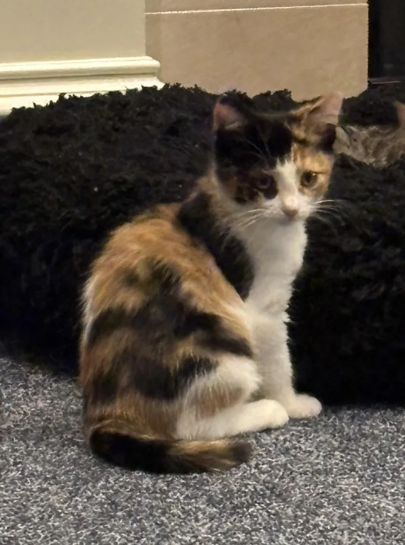 A baby medium-sized female Calico cat named Mila for adoption in Macomb, MI