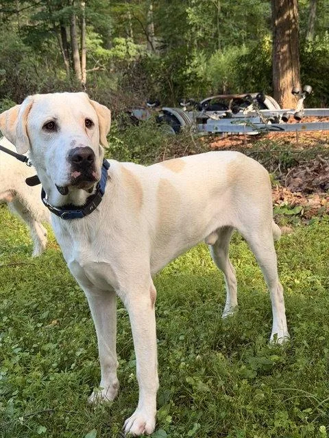 Biscuit