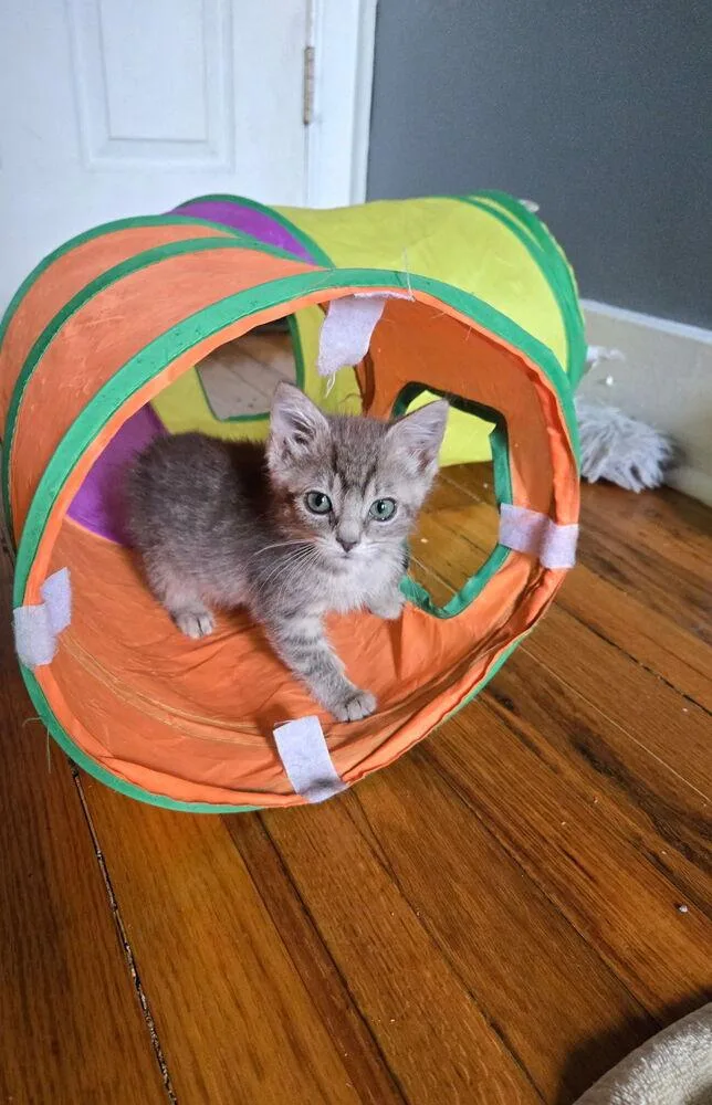 A baby small-sized female Domestic Short Hair cat named Carol King for adoption in Ferndale, MI
