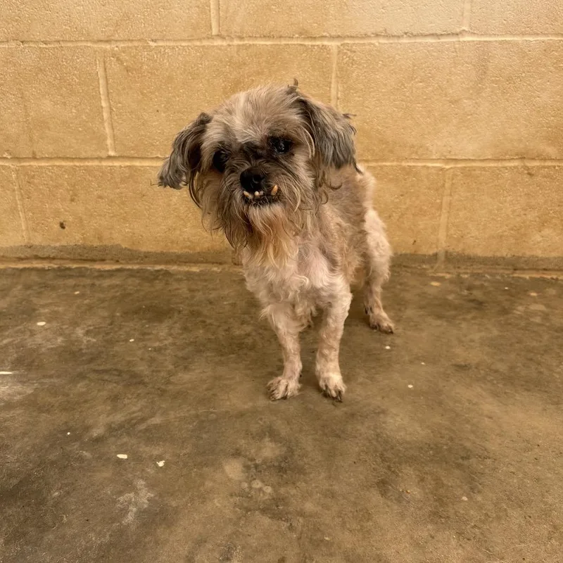 A senior medium-sized female White / Cream Shih Tzu dog named Pearl for adoption in LOXAHATCHEE, FL