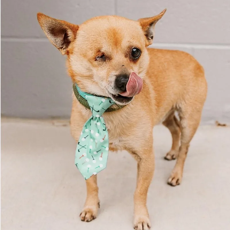 An adult small-sized male Chihuahua dog named Baylor for adoption in Medford, NY