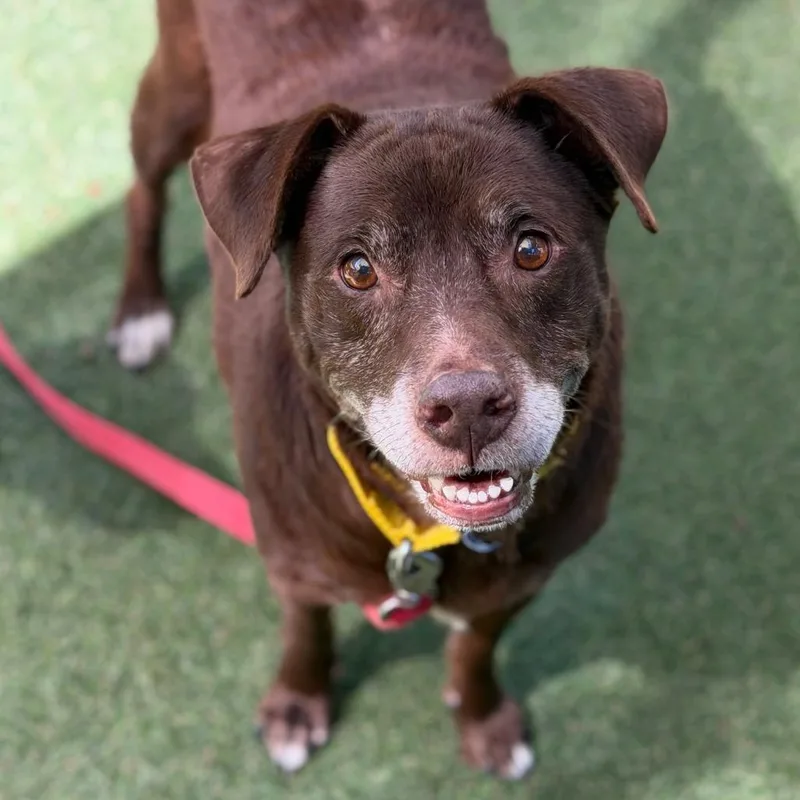 A senior medium-sized male Brown / Chocolate Mixed Breed dog named Mr. Nick for adoption in Asheville, NC