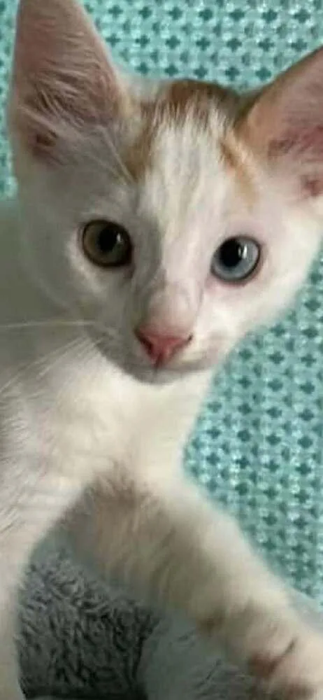 A baby small-sized female Black & White / Tuxedo Calico cat named Amelia for adoption in New Bedford, MA