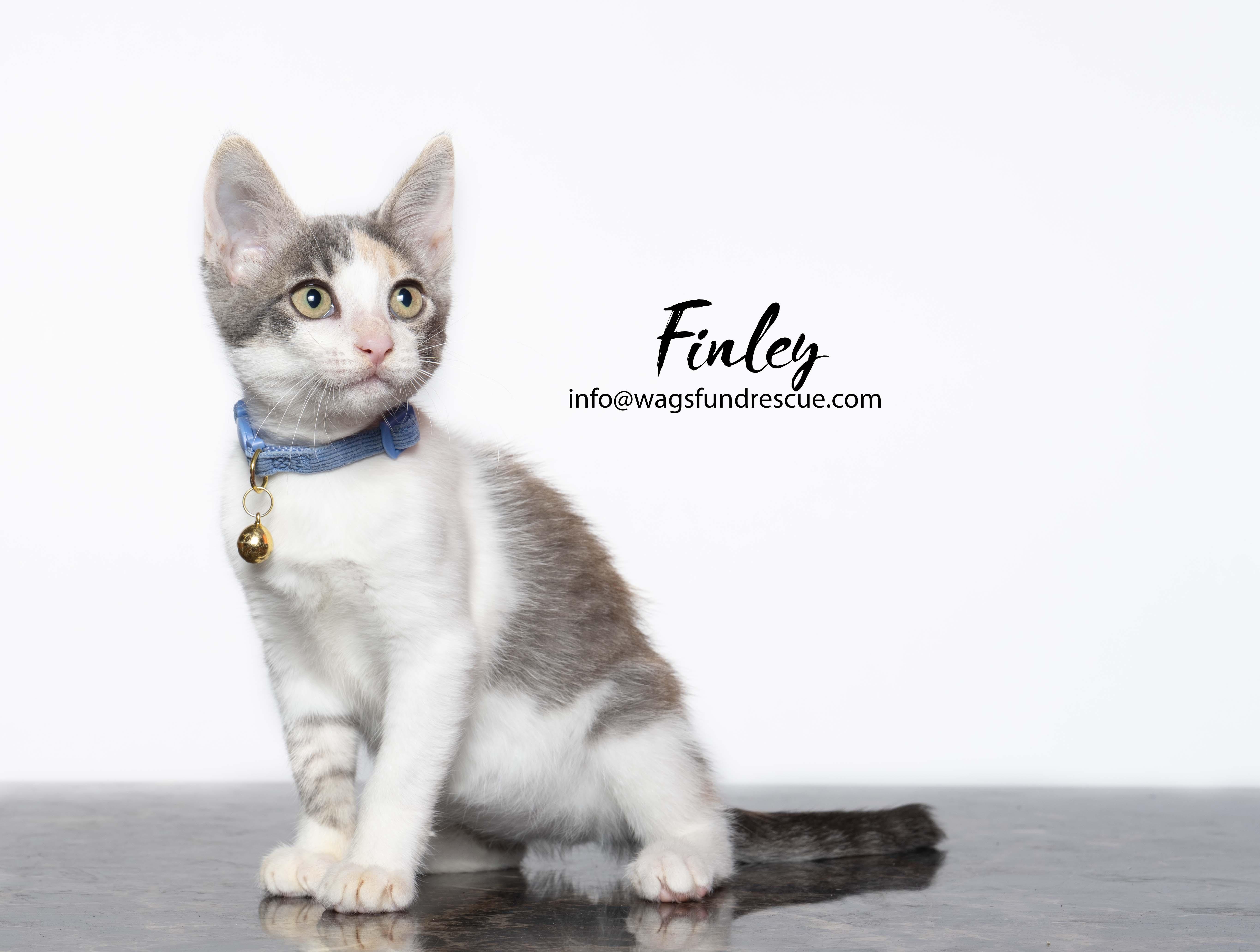 A baby medium-sized female Dilute Calico cat named Finley for adoption in Houston, TX
