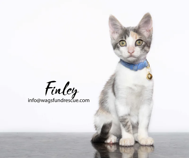 Finley thumbnail 2