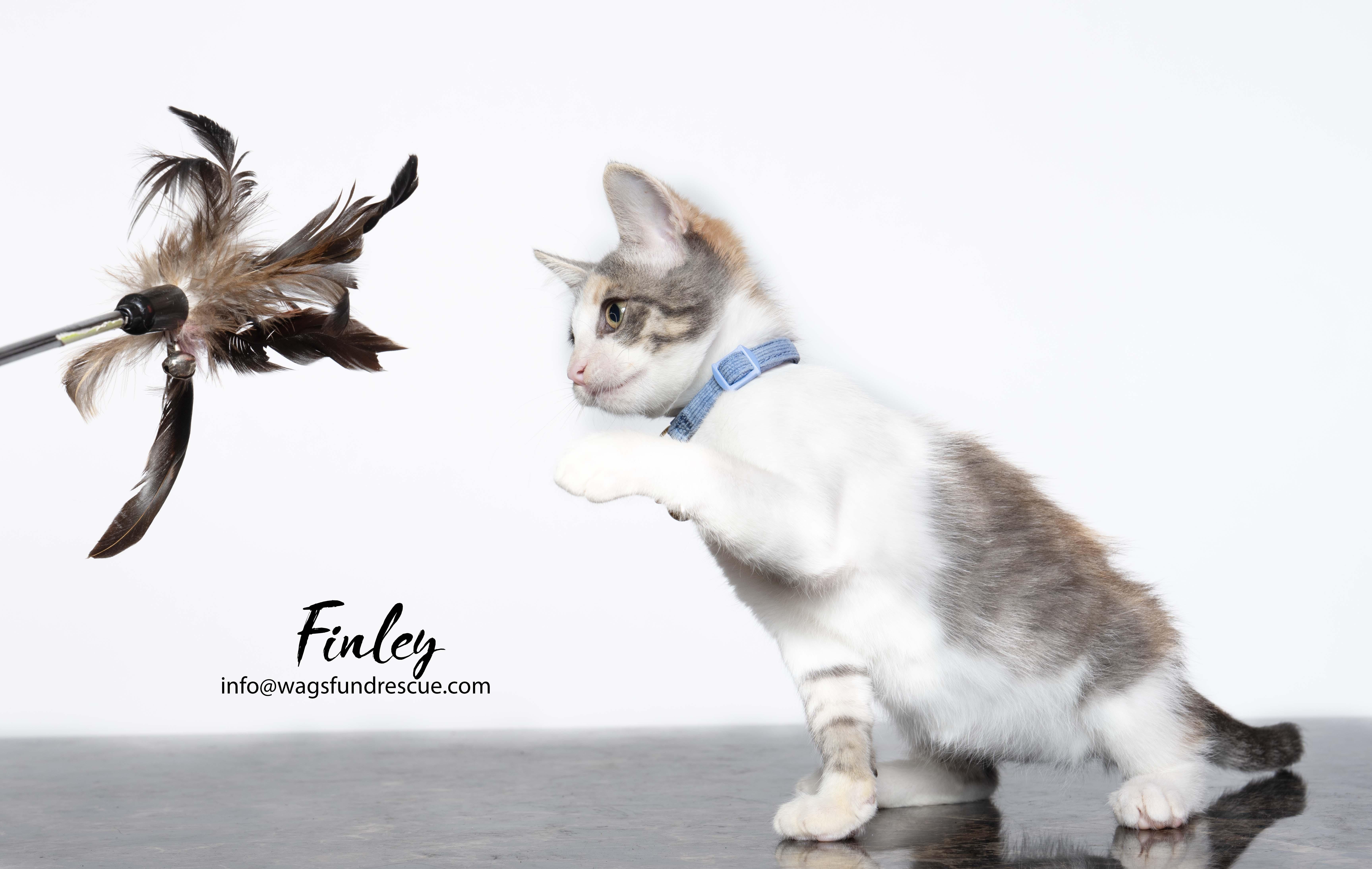 Finley thumbnail 3
