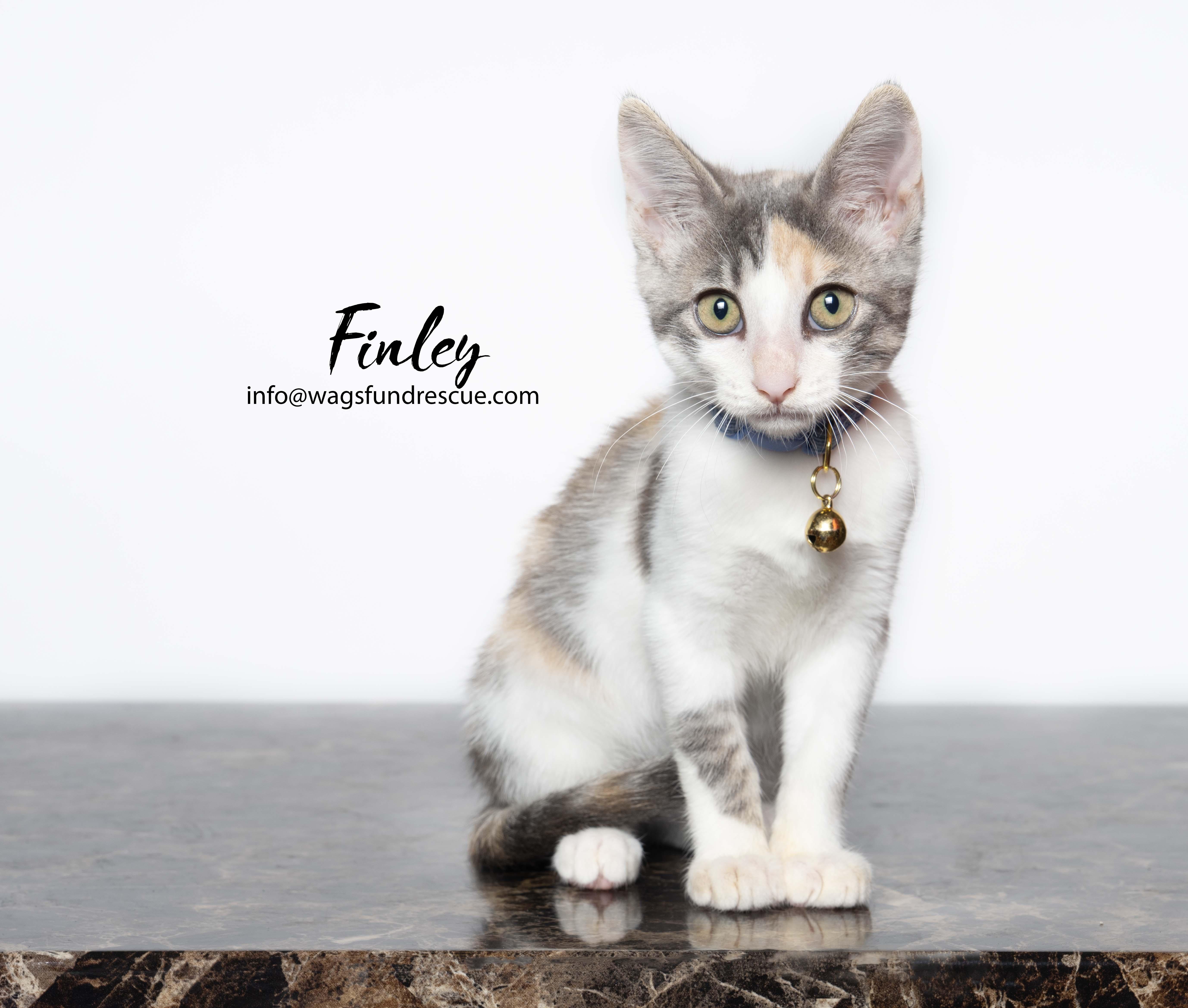 Finley thumbnail 4