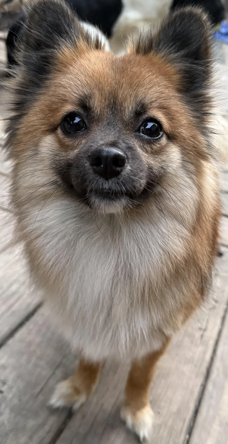An adult small-sized female Pomeranian dog named Zora for adoption in Delmar, NY