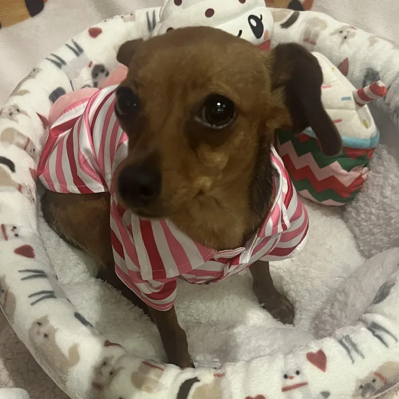 A baby small-sized female Brindle Dachshund dog named Ms. Jelly Belly Zoey for adoption in Ridgefield, WA