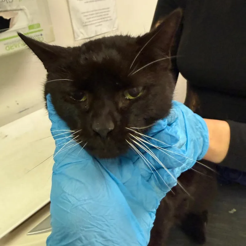 An adult medium-sized female Black Domestic Medium Hair cat named Twilight for adoption in Charleston, WV