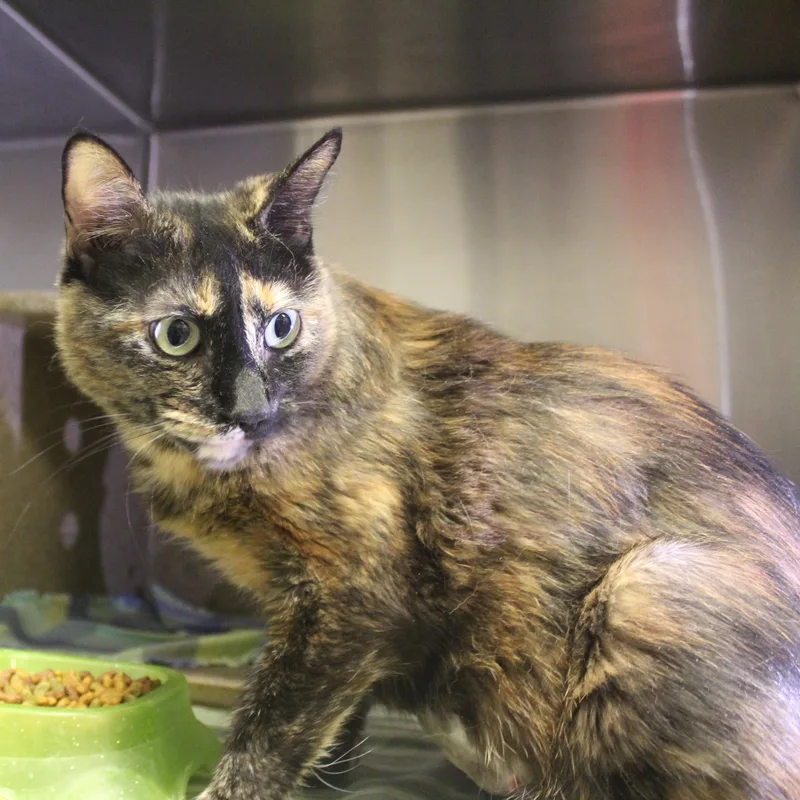 A young medium-sized female Tortoiseshell Domestic Short Hair cat named Gamora for adoption in Yucca Valley, CA