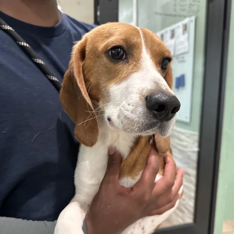An adult medium-sized male White / Cream Beagle dog named Chowder aka LLP for adoption in LOXAHATCHEE, FL