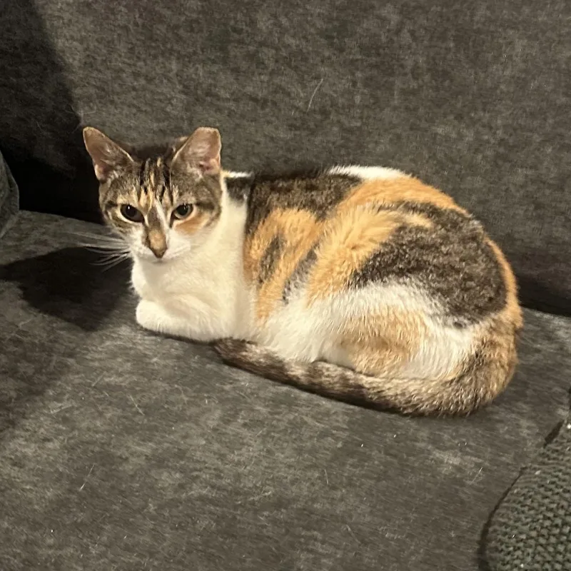 An adult medium-sized female Calico Domestic Short Hair cat named Dahlia for adoption in Lemoyne, PA