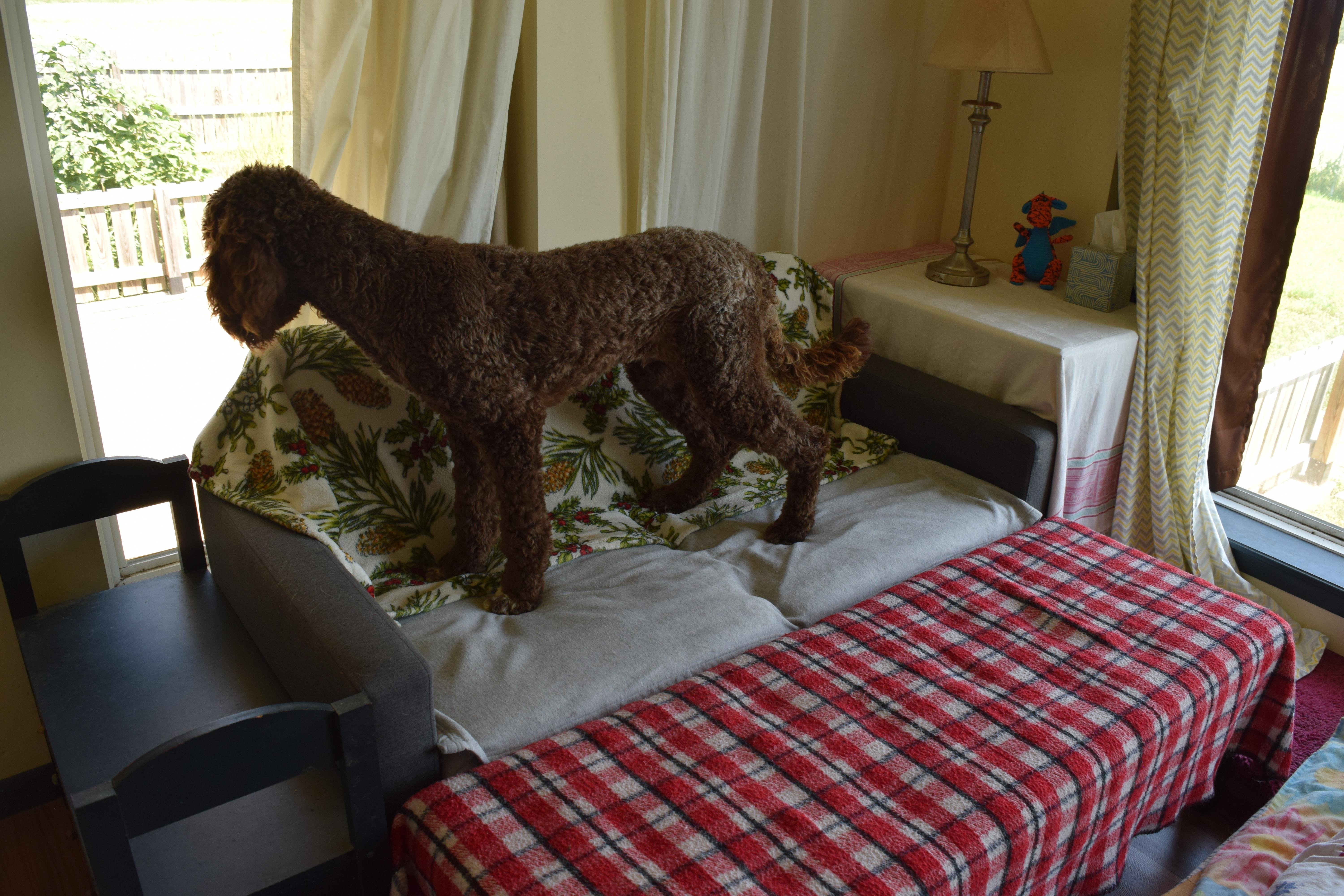 Fozzie
