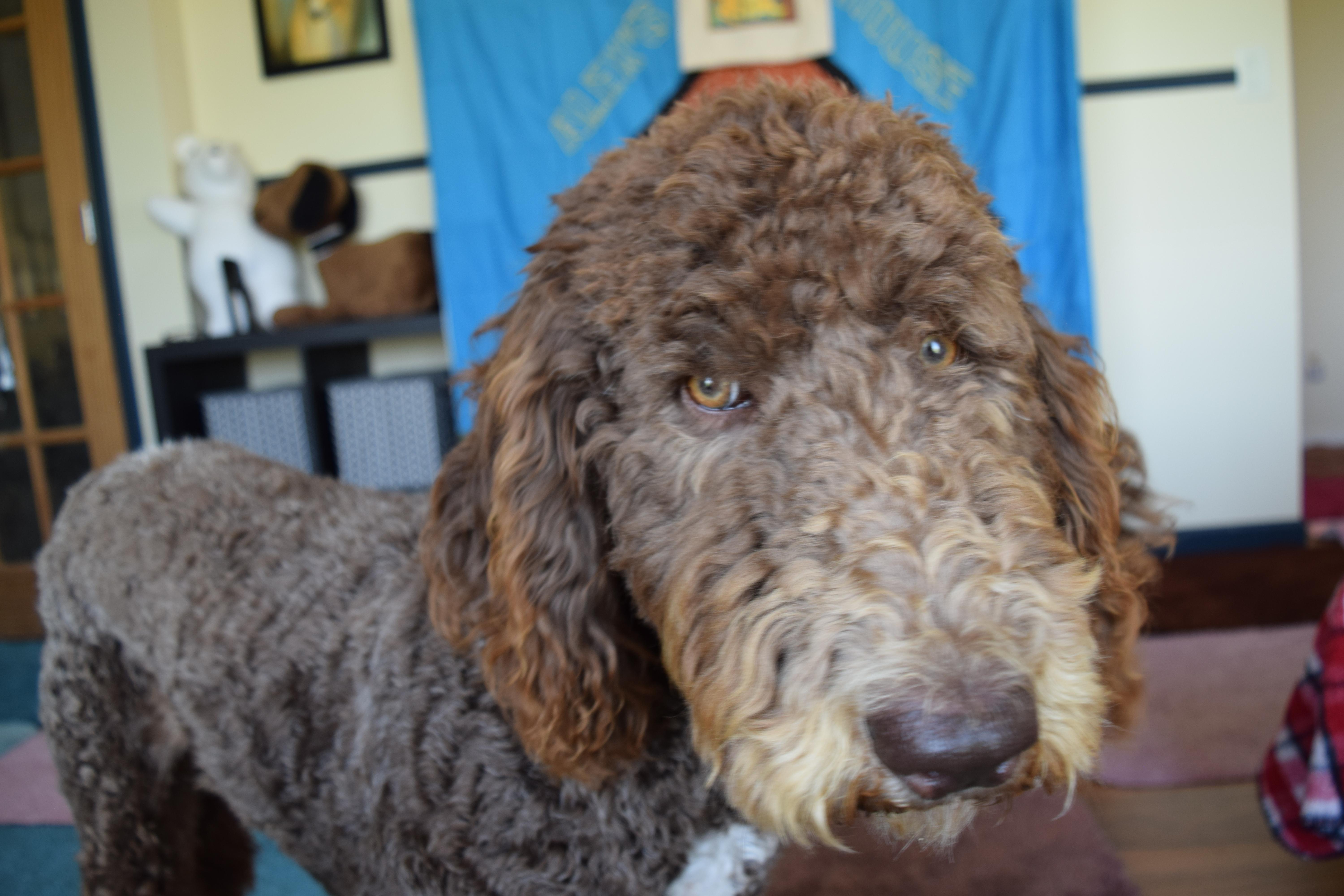 Fozzie thumbnail 2