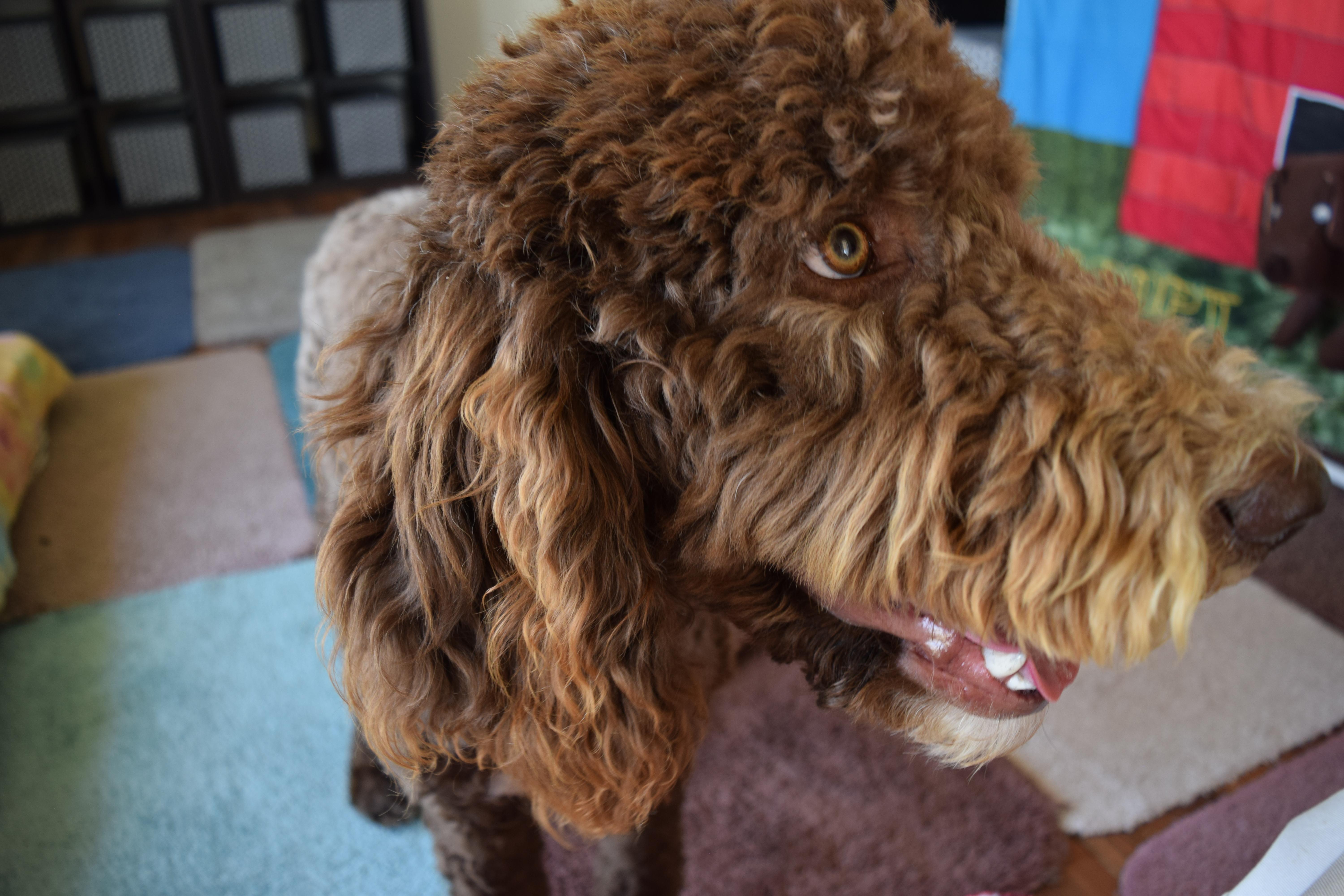 Fozzie thumbnail 3