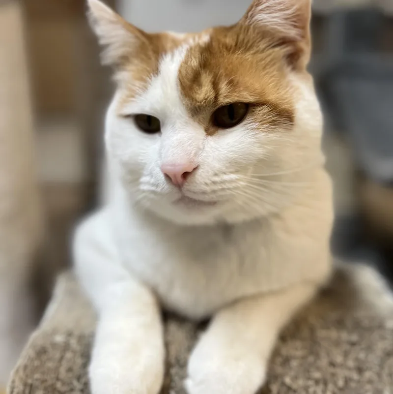 Phineas And Ferb thumbnail 2