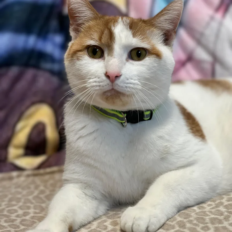 Phineas And Ferb thumbnail 3