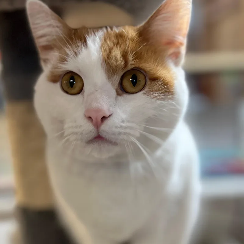 Phineas And Ferb thumbnail 4