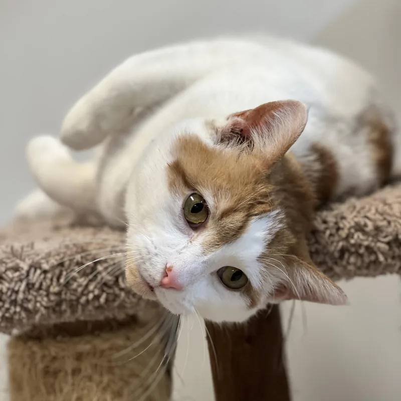 Phineas And Ferb thumbnail 5