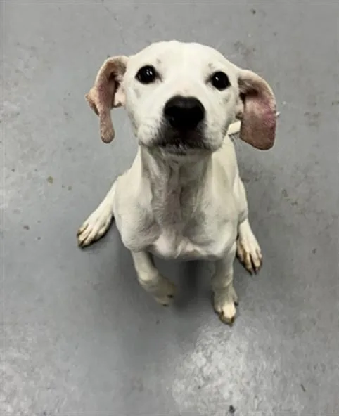 A young small-sized female Labrador Retriever dog named Beanstalk for adoption in Peoria, IL