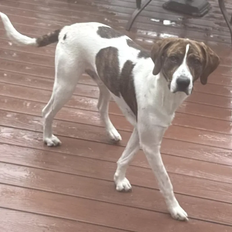 An adult large-sized male Brindle Mixed Breed dog named Tucker for adoption in Tacoma, WA
