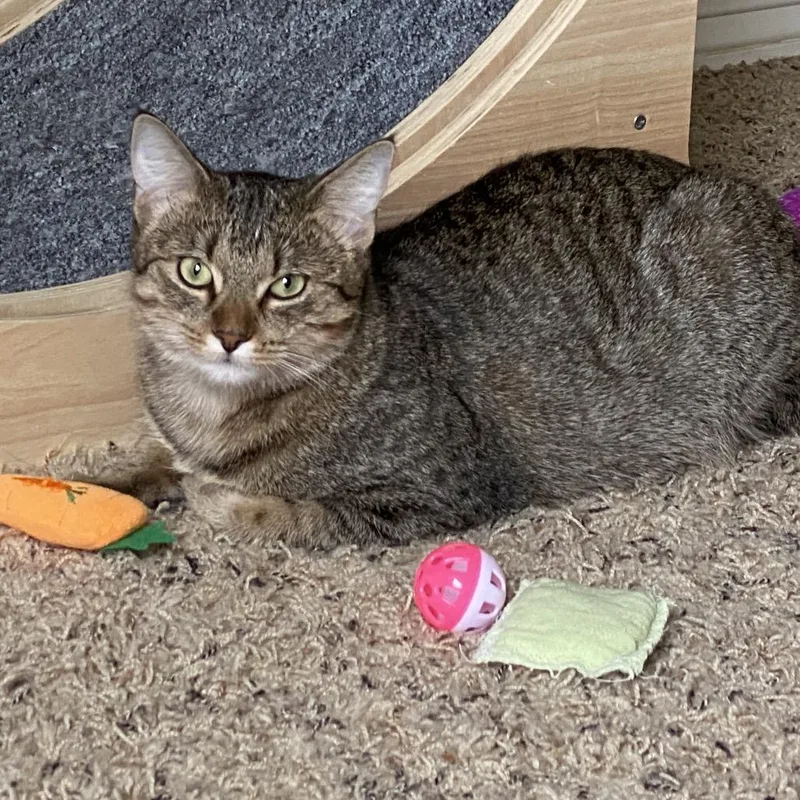 Escalade thumbnail 2