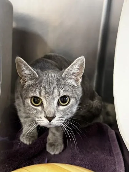 A young small-sized female Domestic Short Hair cat named Pipsqueak for adoption in Roseville, CA