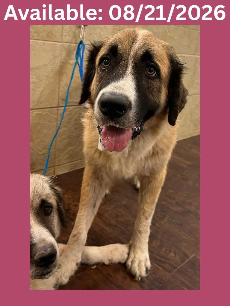 A young medium-sized female Great Pyrenees dog named Dog Kennel Luna for adoption in Greenville, TX