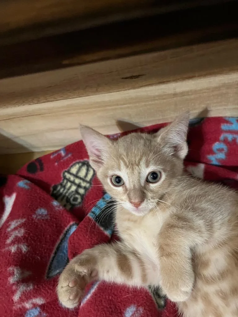 A baby medium-sized male Domestic Short Hair cat named Harper for adoption in San Antonio, TX