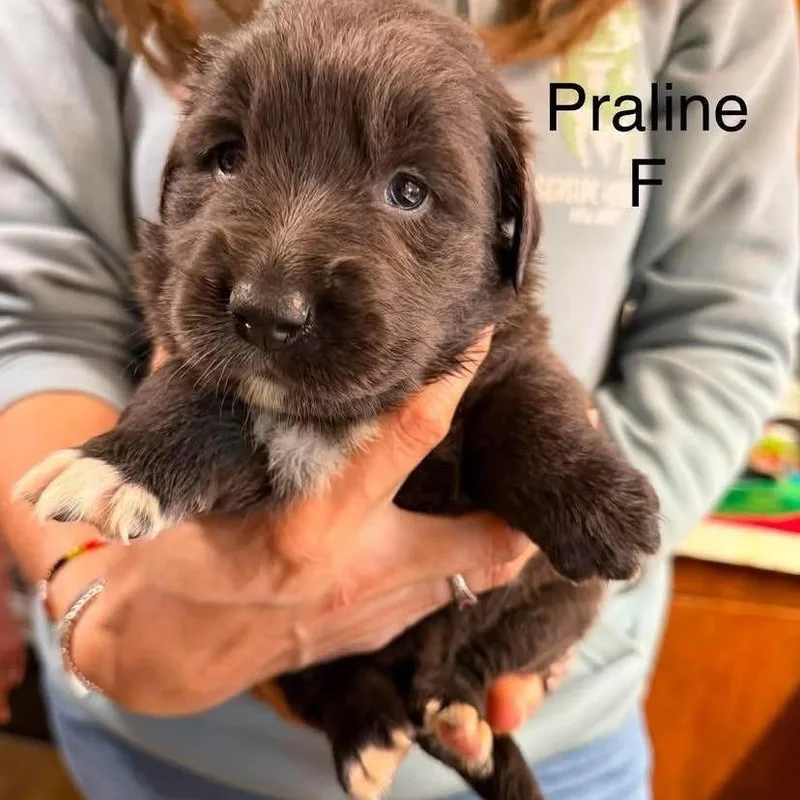 Praline thumbnail 2