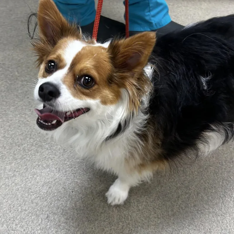 An adult medium-sized male White / Cream Mixed Breed dog named Parker for adoption in Waukesha, WI