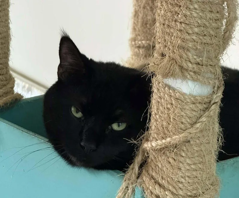 A young medium-sized male Black Domestic Short Hair cat named Boo for adoption in Delran, NJ