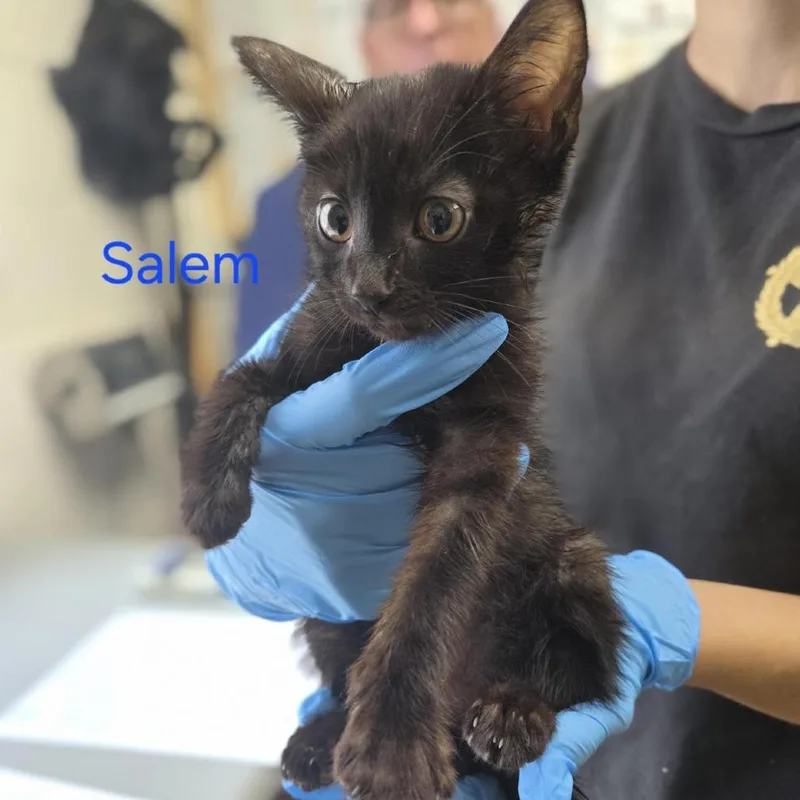 A baby small-sized male Black Domestic Short Hair cat named Salem for adoption in Windsor, VA