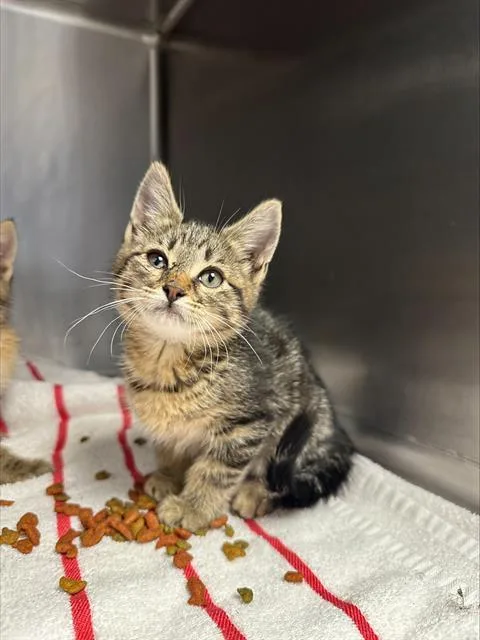 A baby small-sized male Domestic Medium Hair cat named Harold for adoption in Santa Cruz, CA