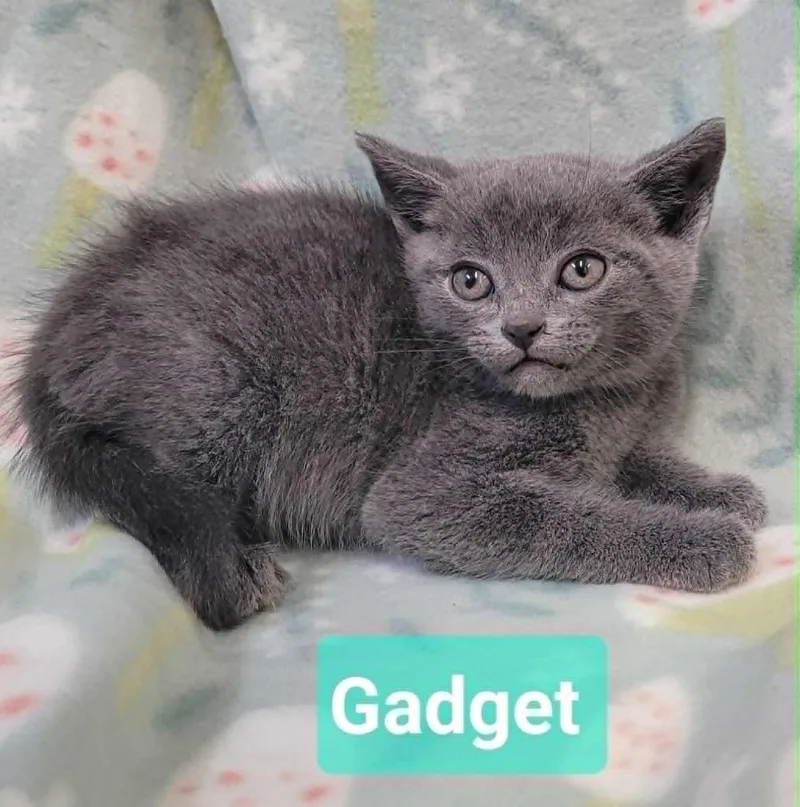 A baby small-sized male Domestic Short Hair cat named Gadget for adoption in Richmond, IN