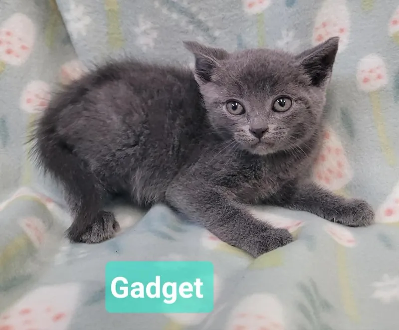 Gadget thumbnail 3