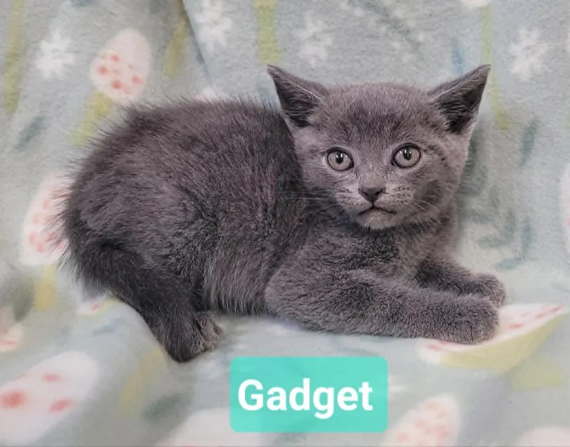 Gadget thumbnail 4
